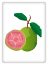 Guayaba